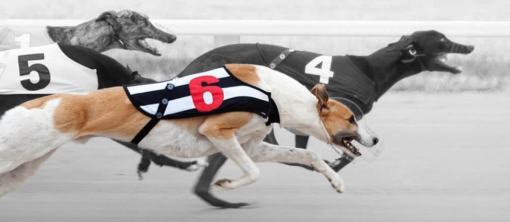 Greyhound Derby
