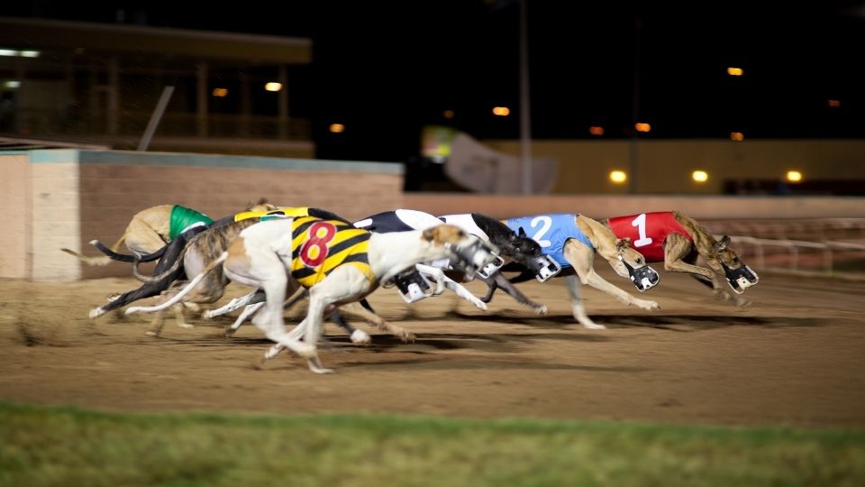 greyhound winner