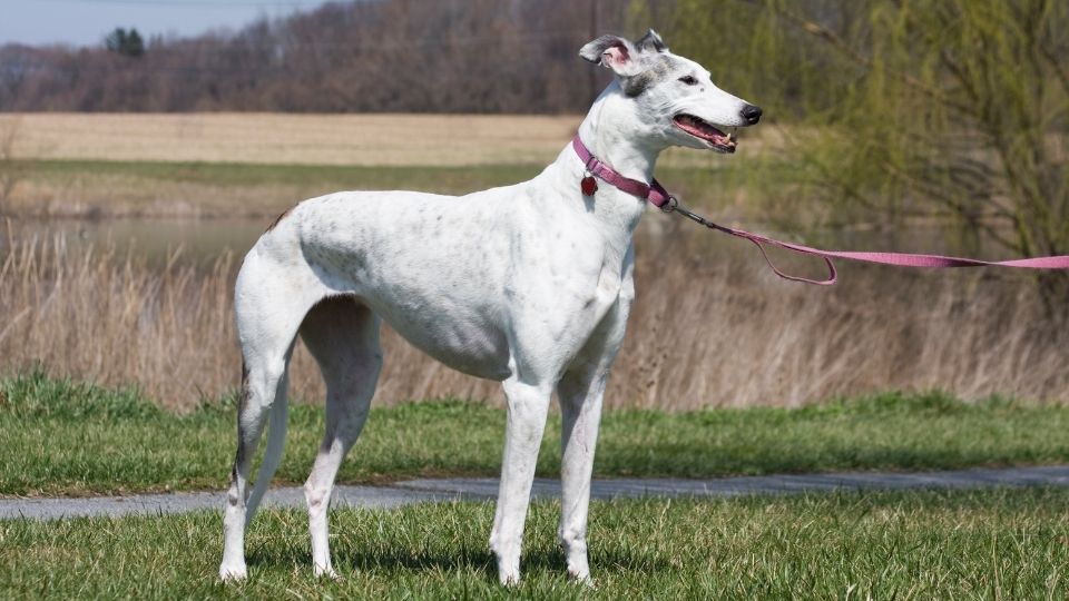 how long do greyhounds live