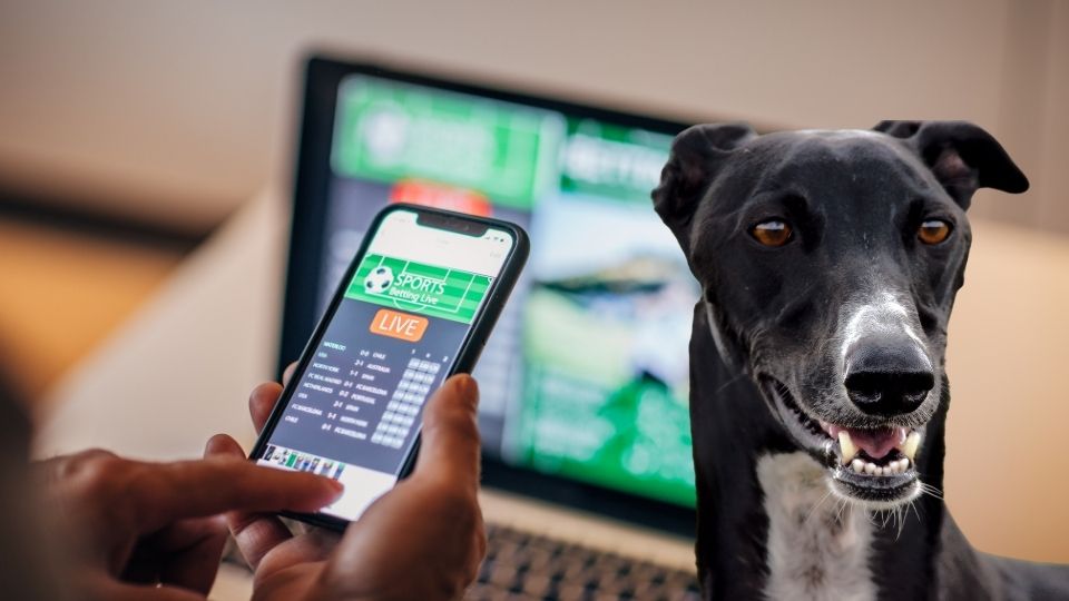 betting on greyhounds
