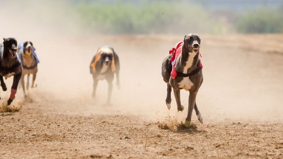 winning greyhound