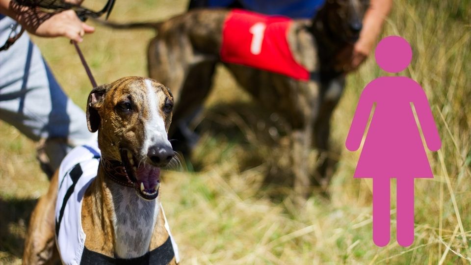 female greyhound