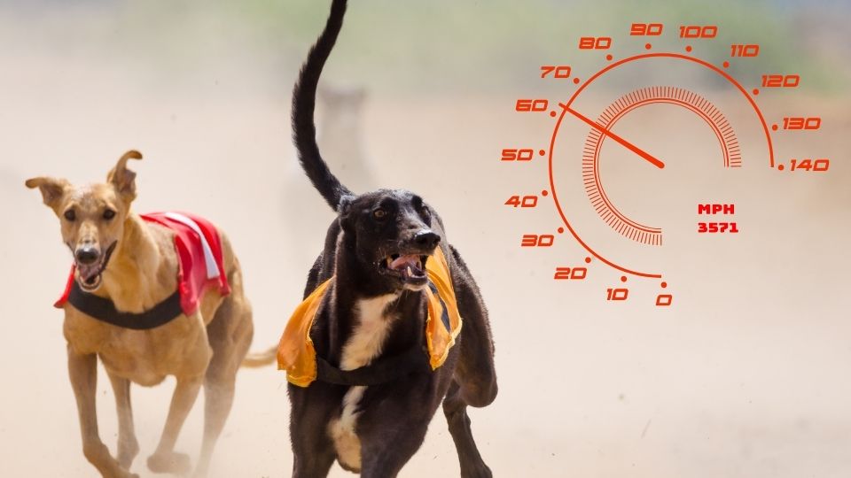 greyhound speed