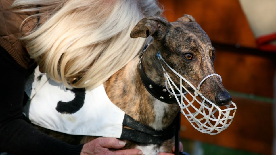 greyhound with muzzle