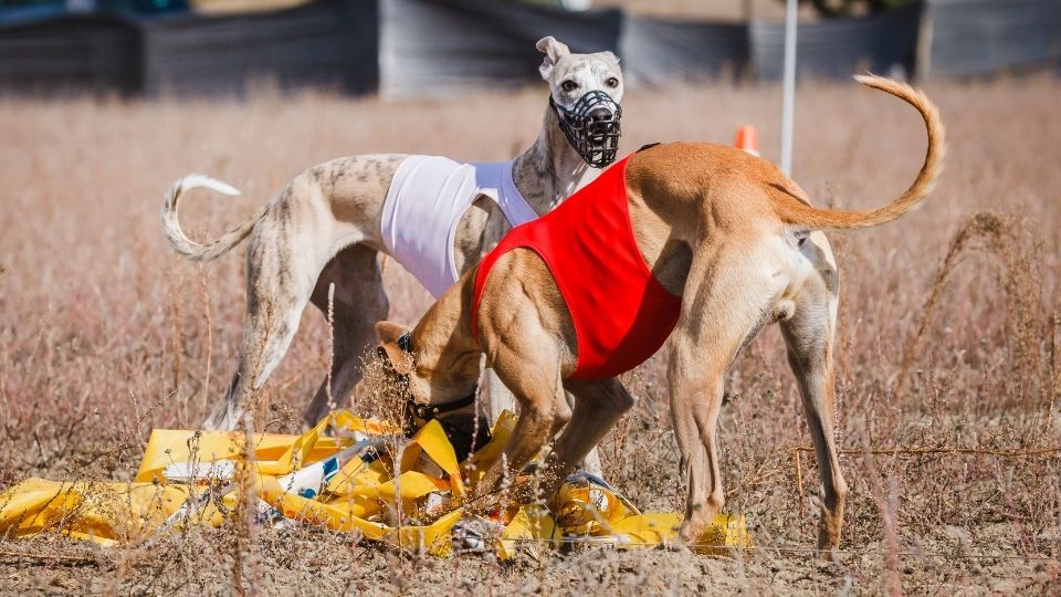 owning a racing greyhound