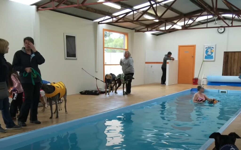 greyhound swimming practice