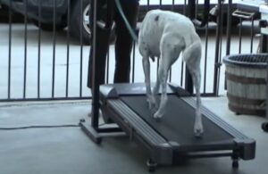 greyhound on treadmill