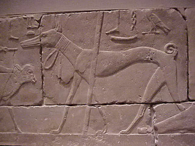 ancient greyhound Egypt