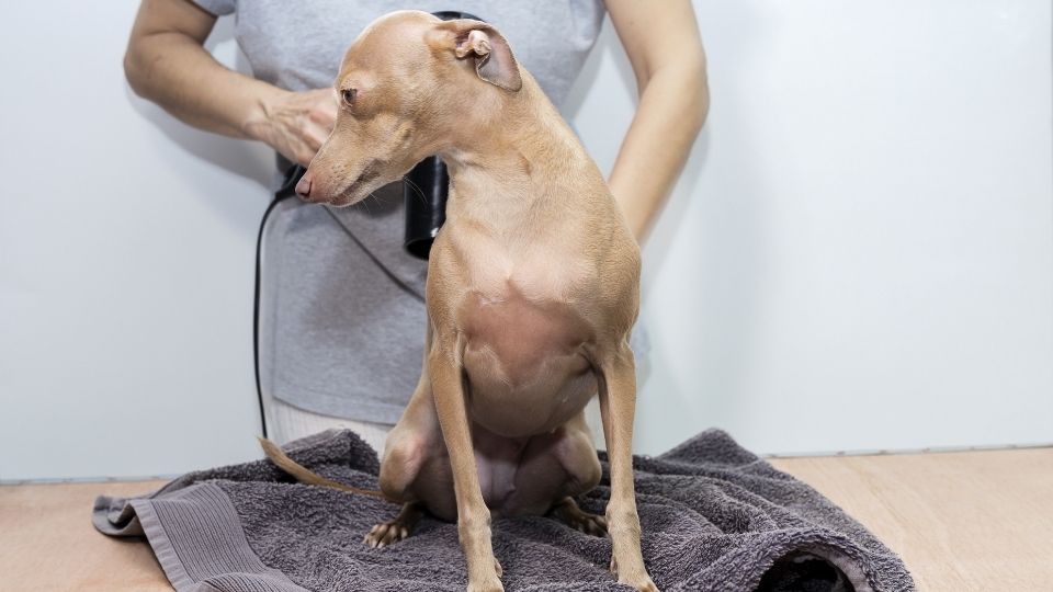 grooming a greyhound puppy