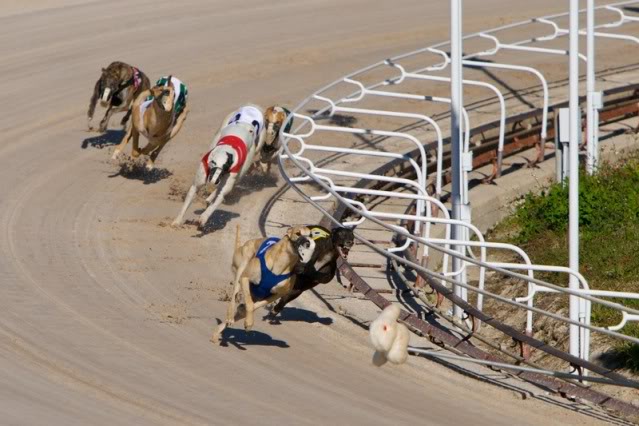 greyhound lures