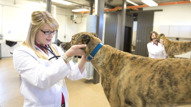 greyhound health check at vets