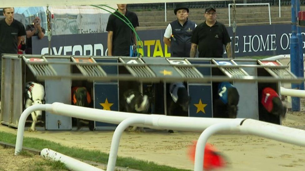 greyhound trap bias