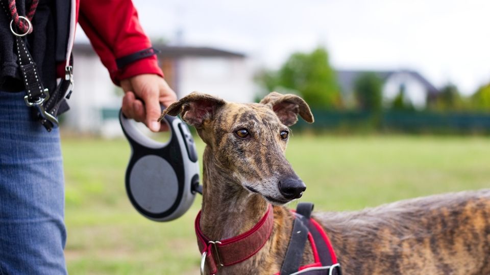 taking a greyhound for a walk