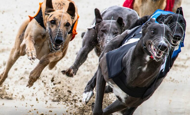 ENGLISH GREYHOUND DERBY 2026 – ROUND 1 SCHEDULE UPDATE